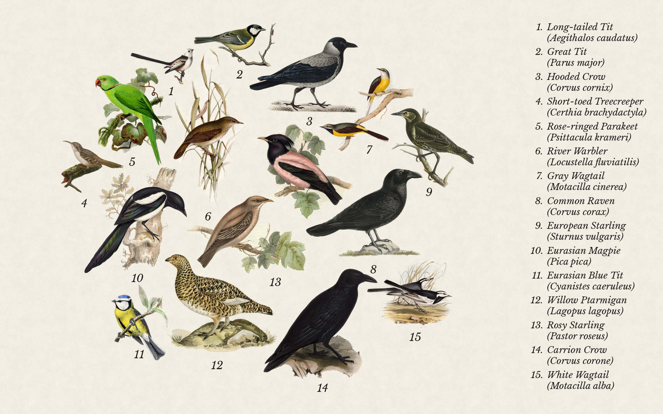 Birds seen recently